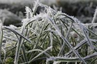 WELCOME TO WINTER IN THE GREENHOUSE